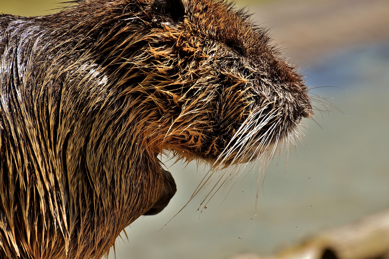 nutria  water rat  water free photo