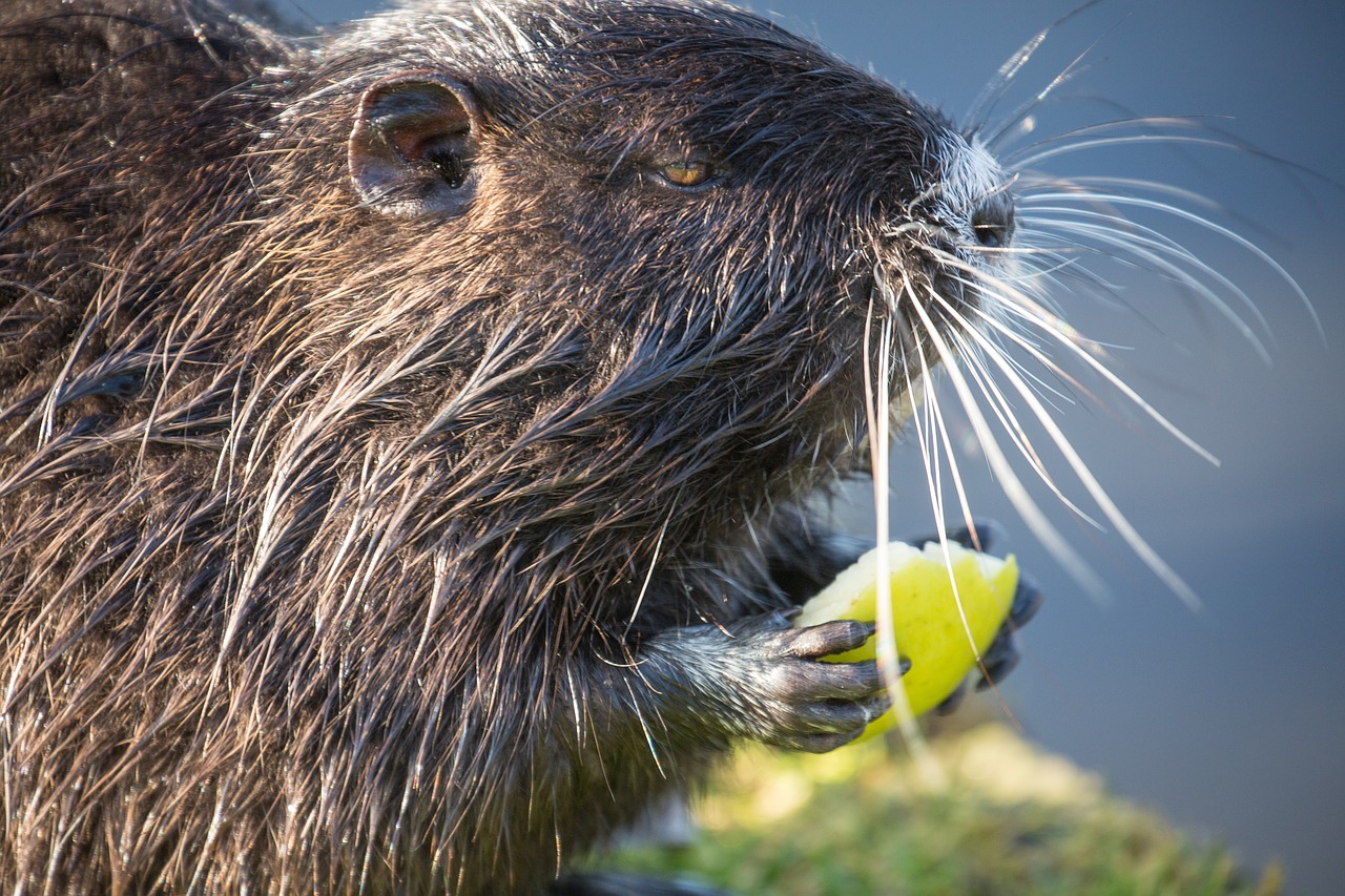 nutria  beaver  rodent free photo