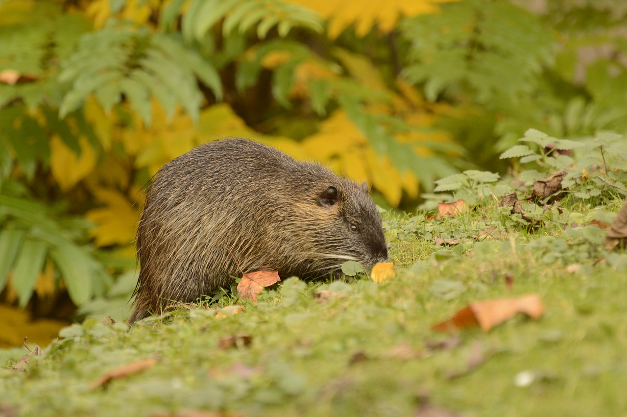 nutria  nature  animal world free photo