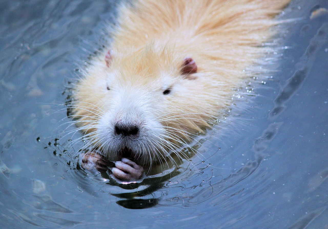 nutria  rodent  gold free photo