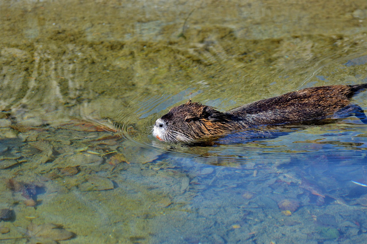 nutria  rodent  water rat free photo