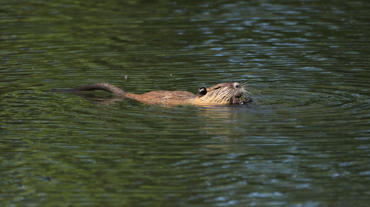 nutria  animal  lake free photo