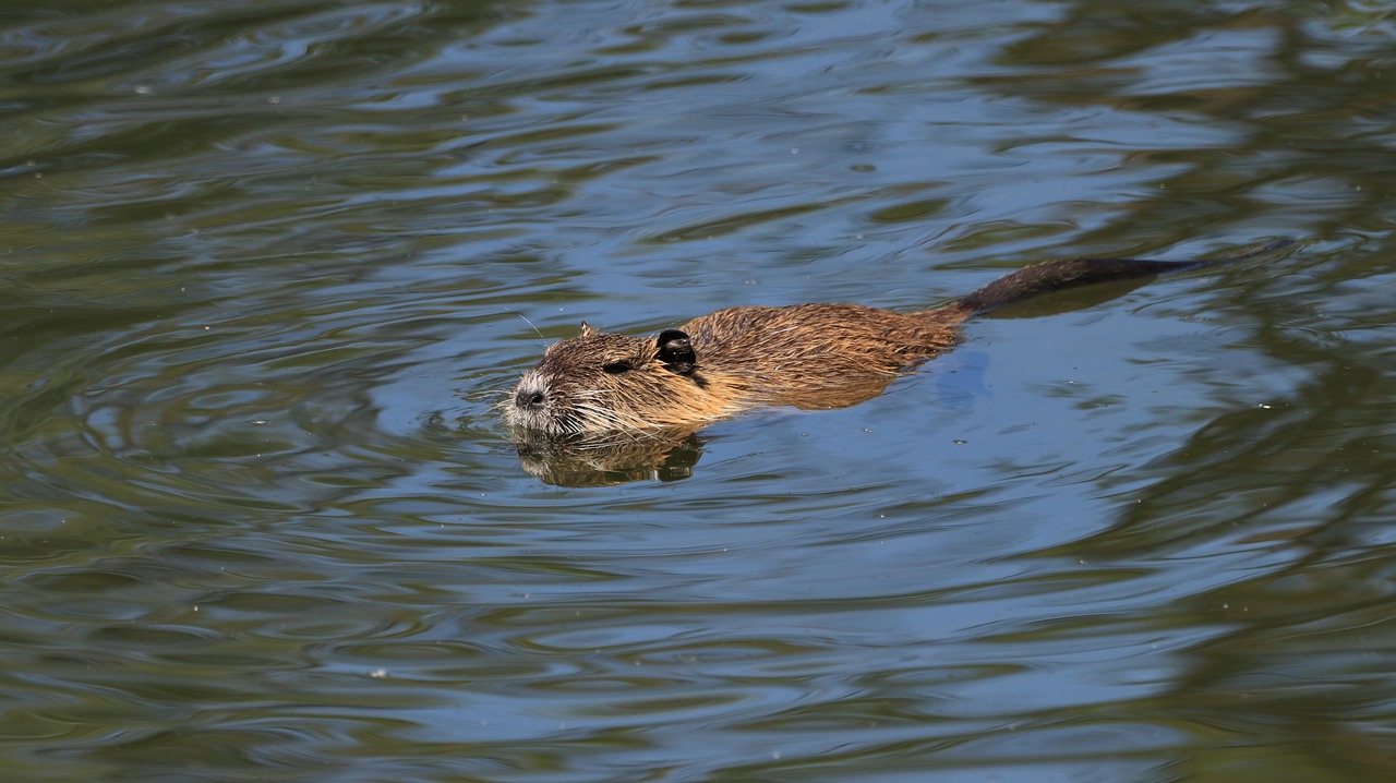 nutria  animal  lake free photo