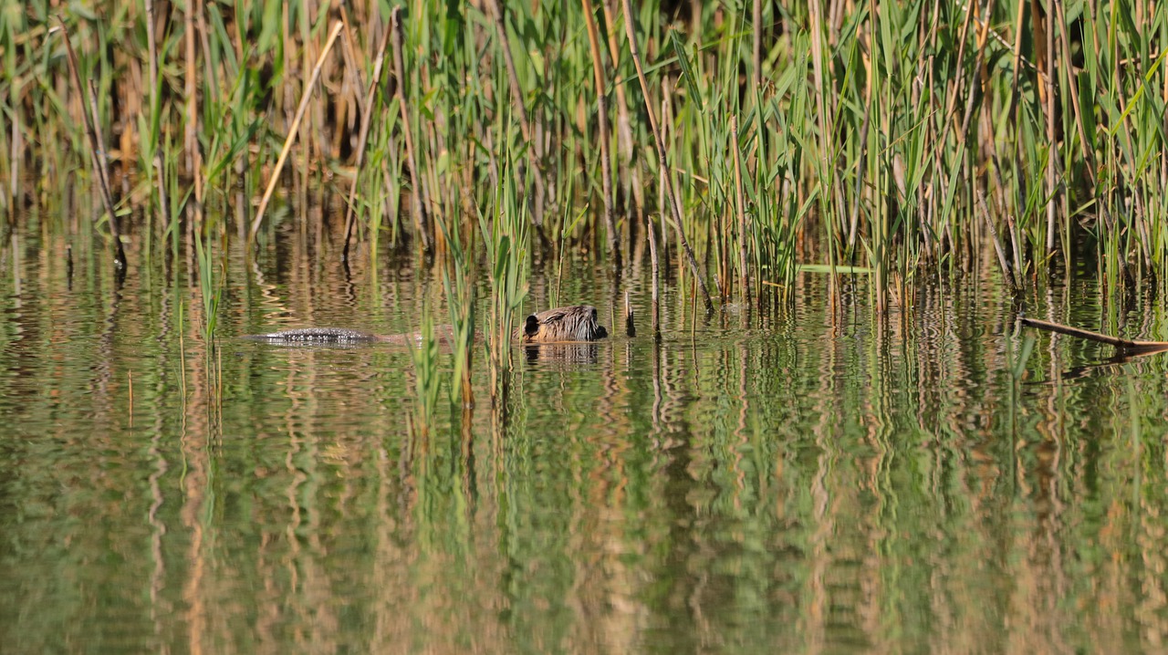 nutria  lake  water free photo