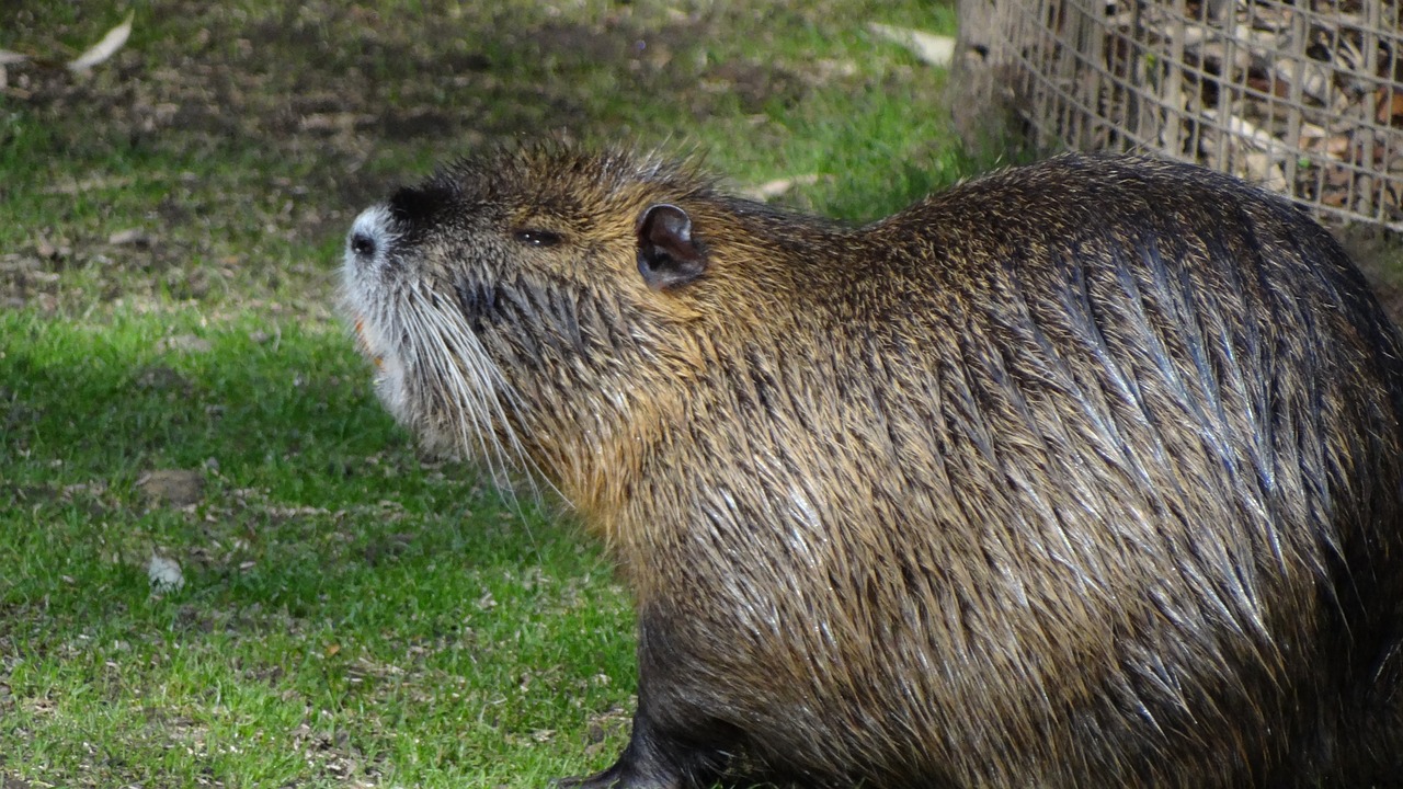 nutria animals water free photo