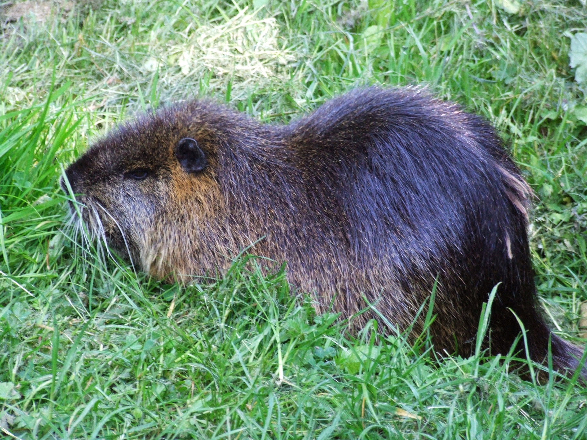 nutria pond river free photo