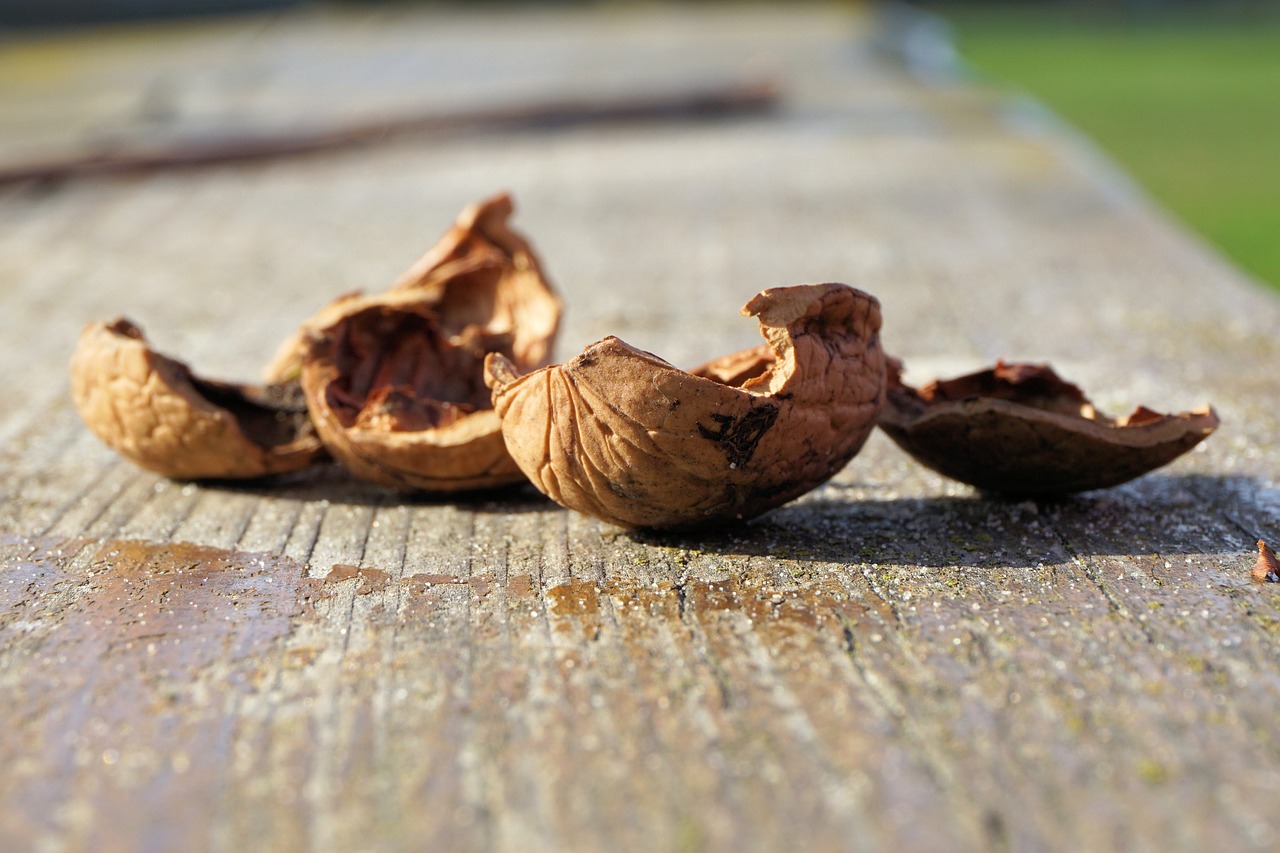 nuts nutshells walnut free photo