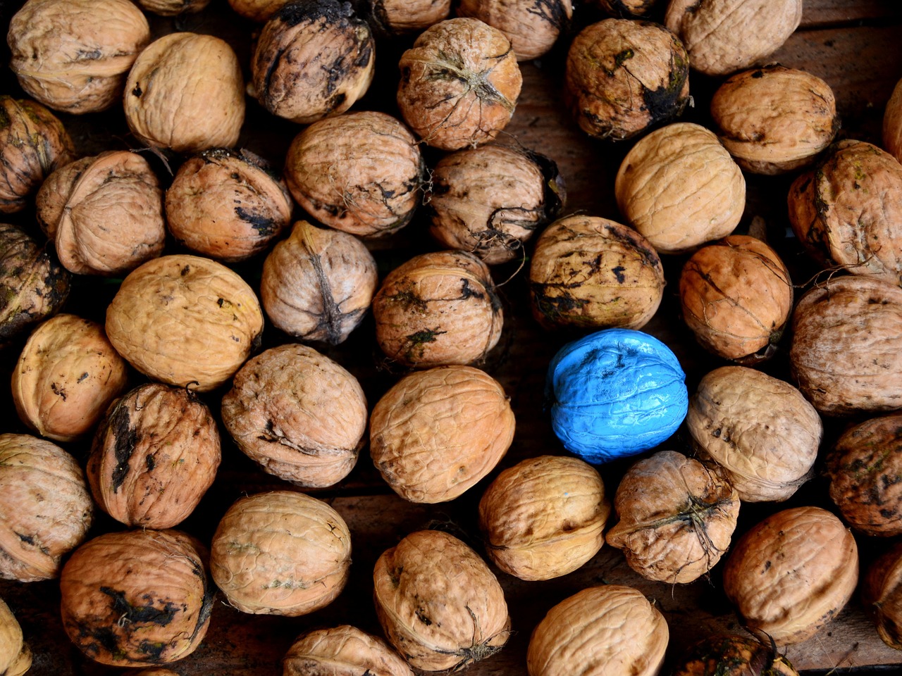 nuts blue turquoise free photo
