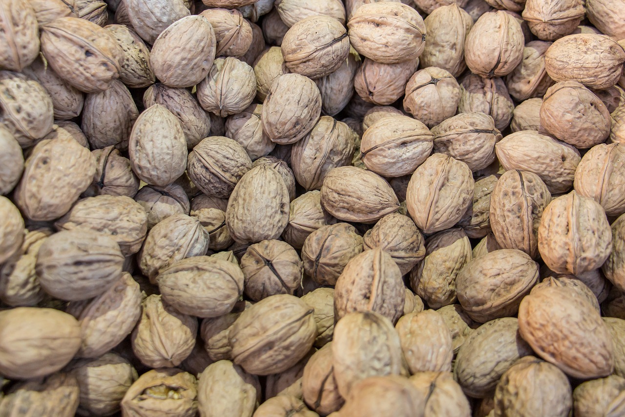 nuts walnuts walnut free photo
