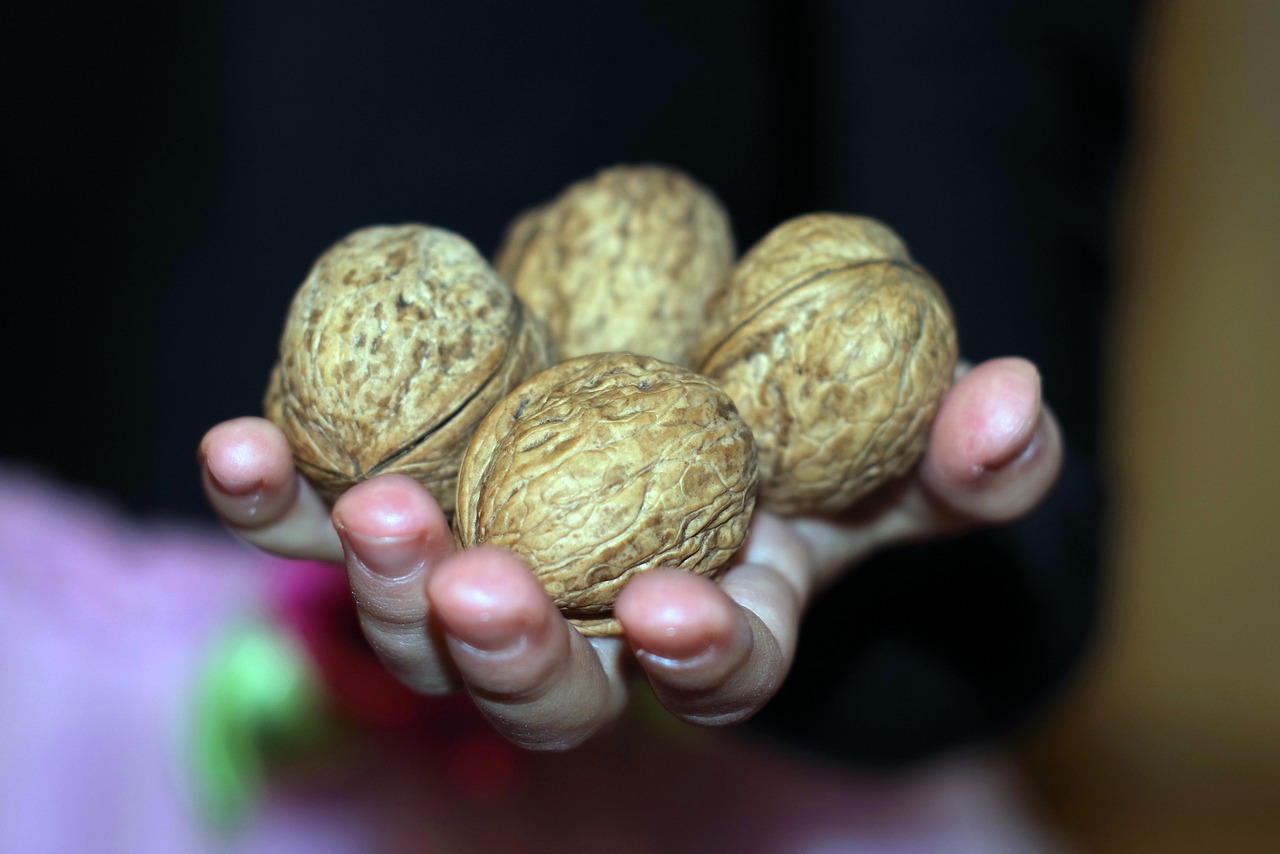 nuts gift child free photo
