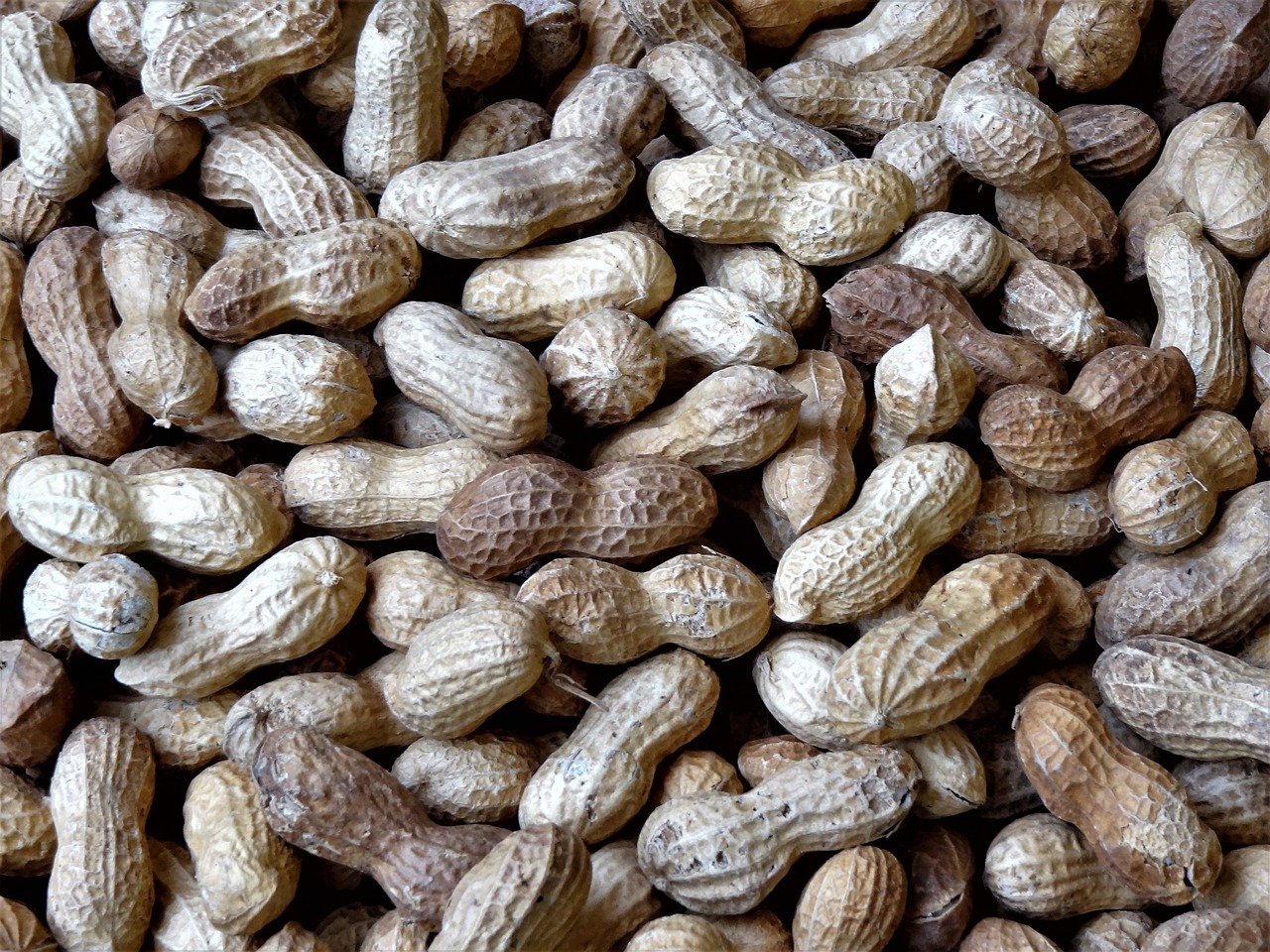 nuts legume shell free photo