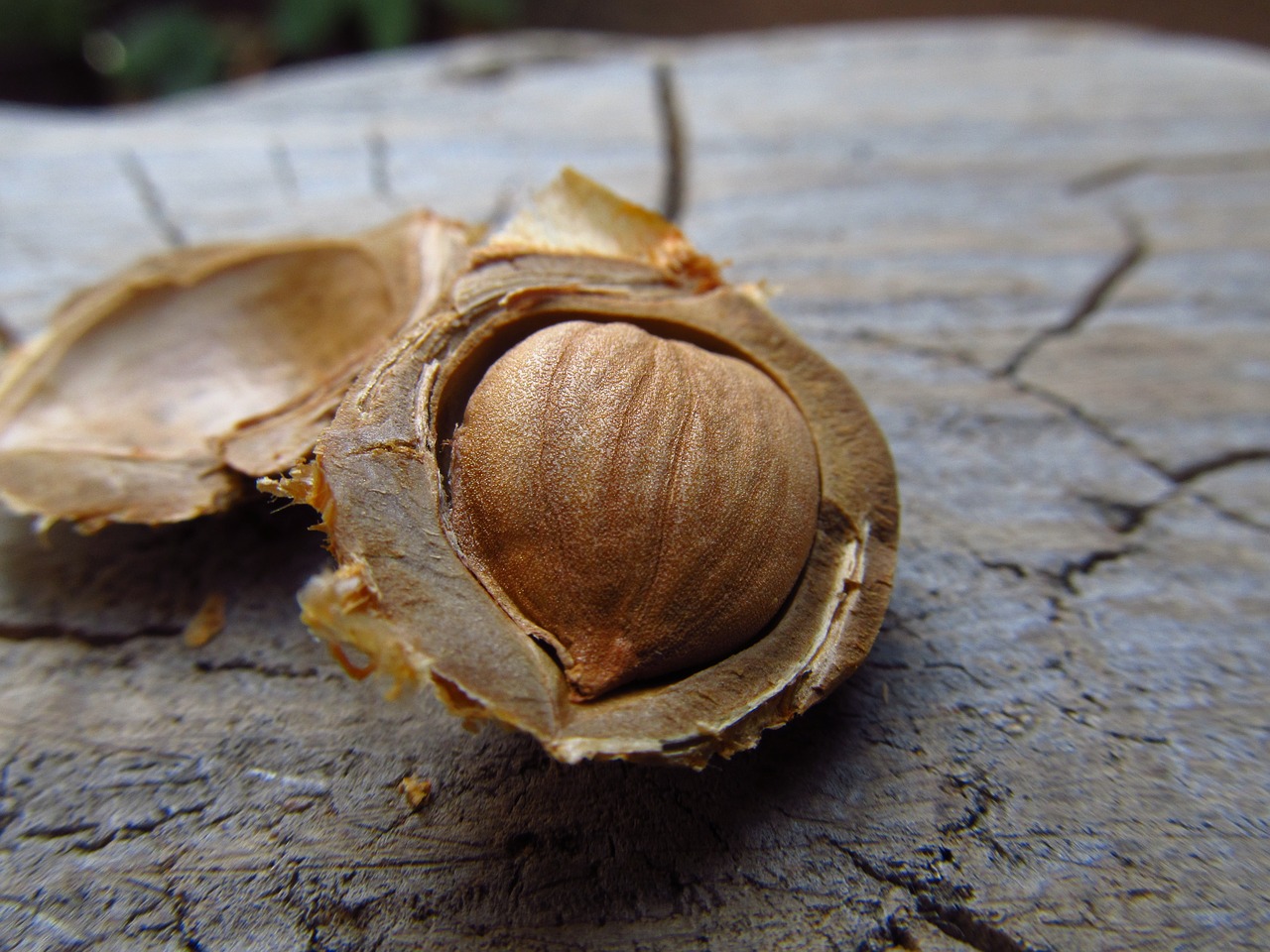 nuts apricot food free photo