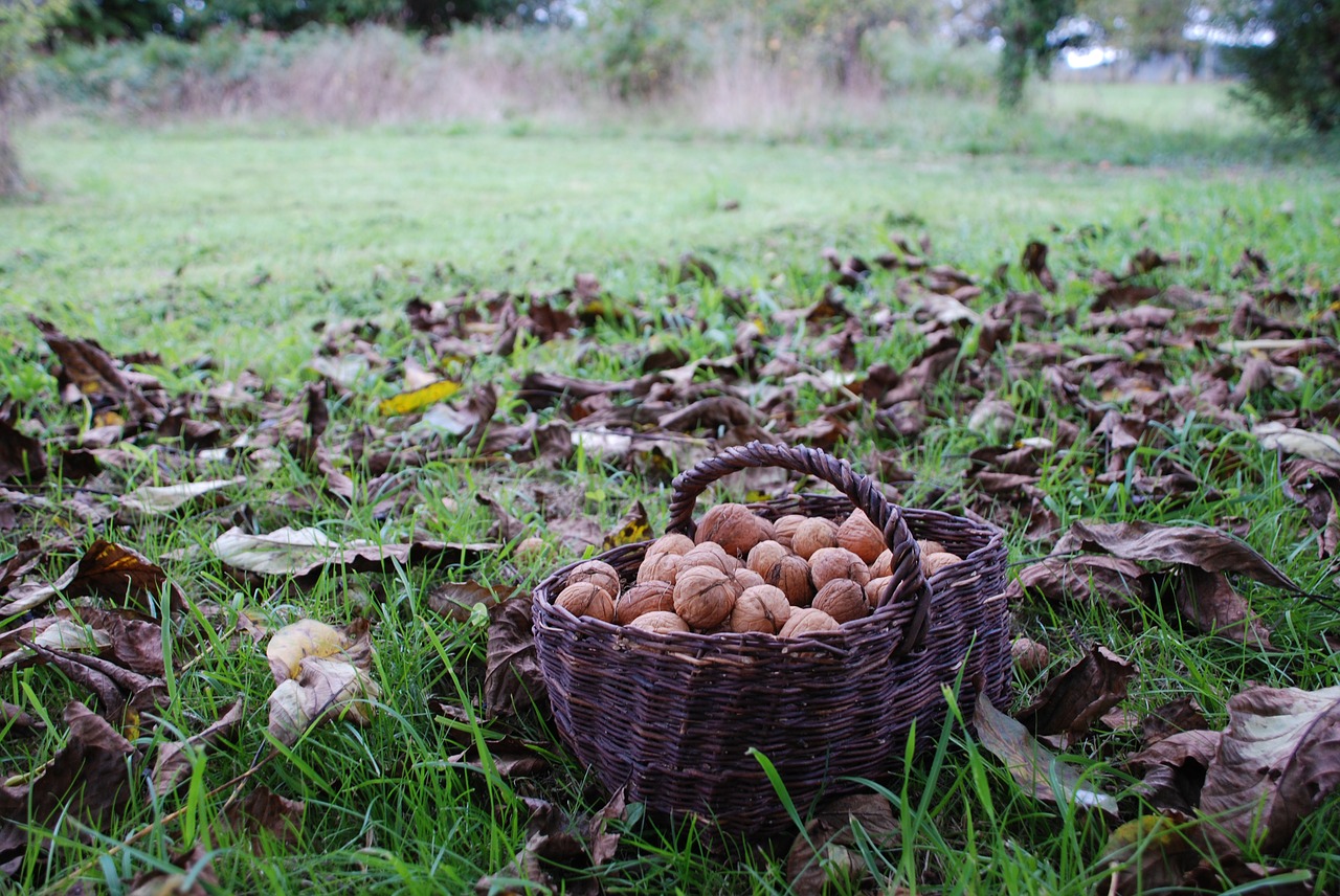 nuts nut autumn free photo