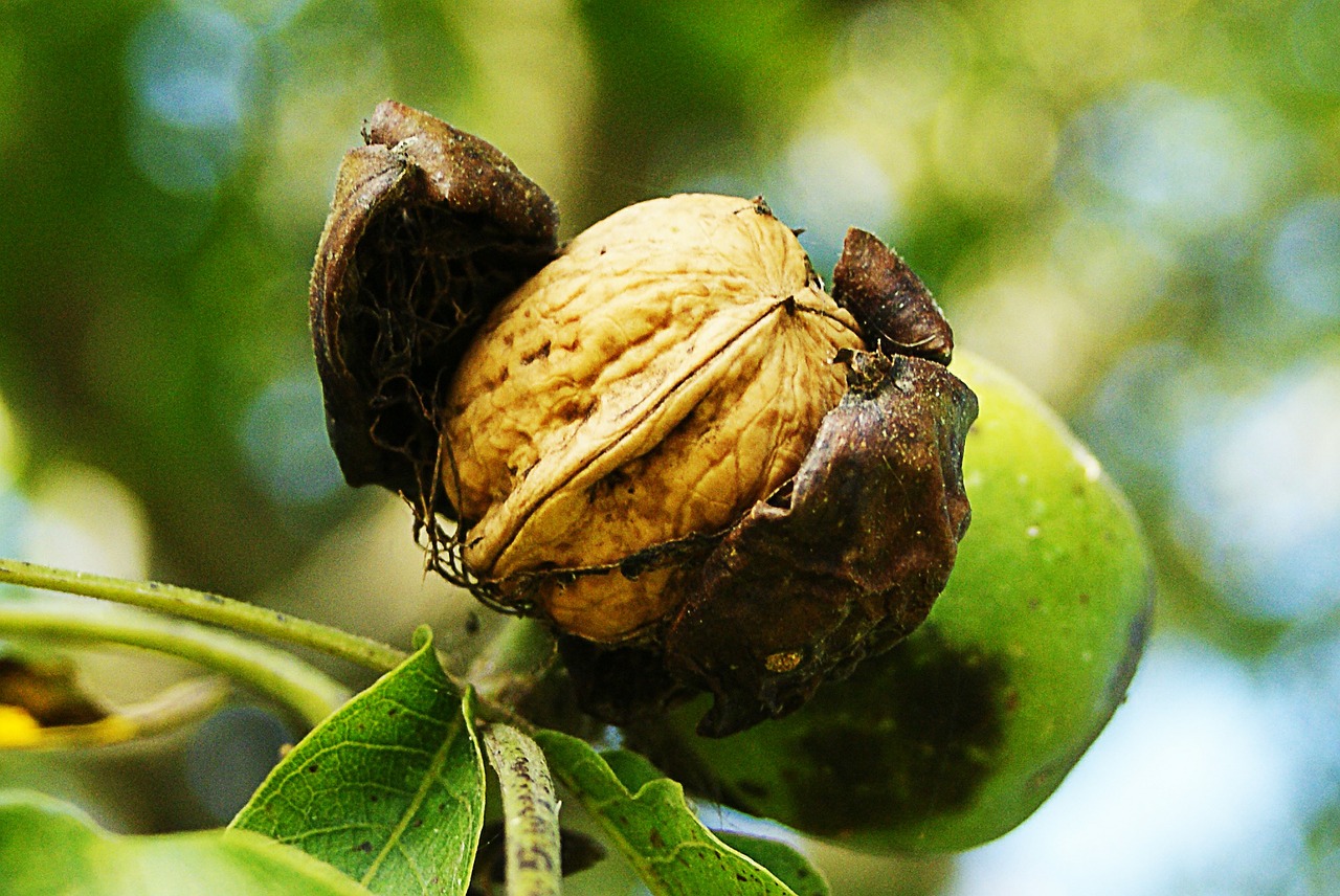 nuts fall harvest free photo