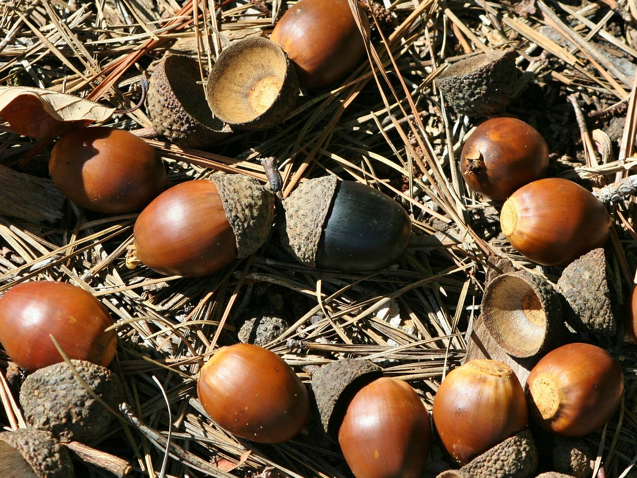 nuts black acorn oak free photo