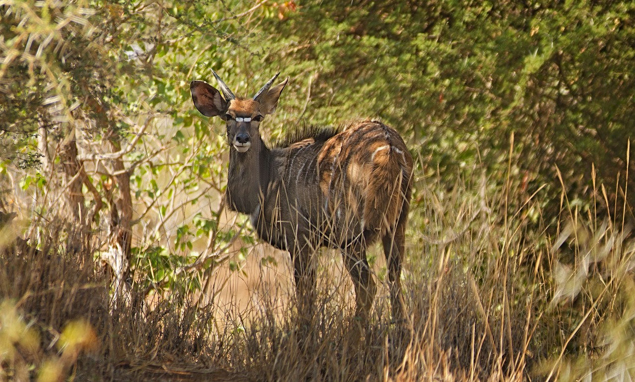 nyala markings antelope free photo