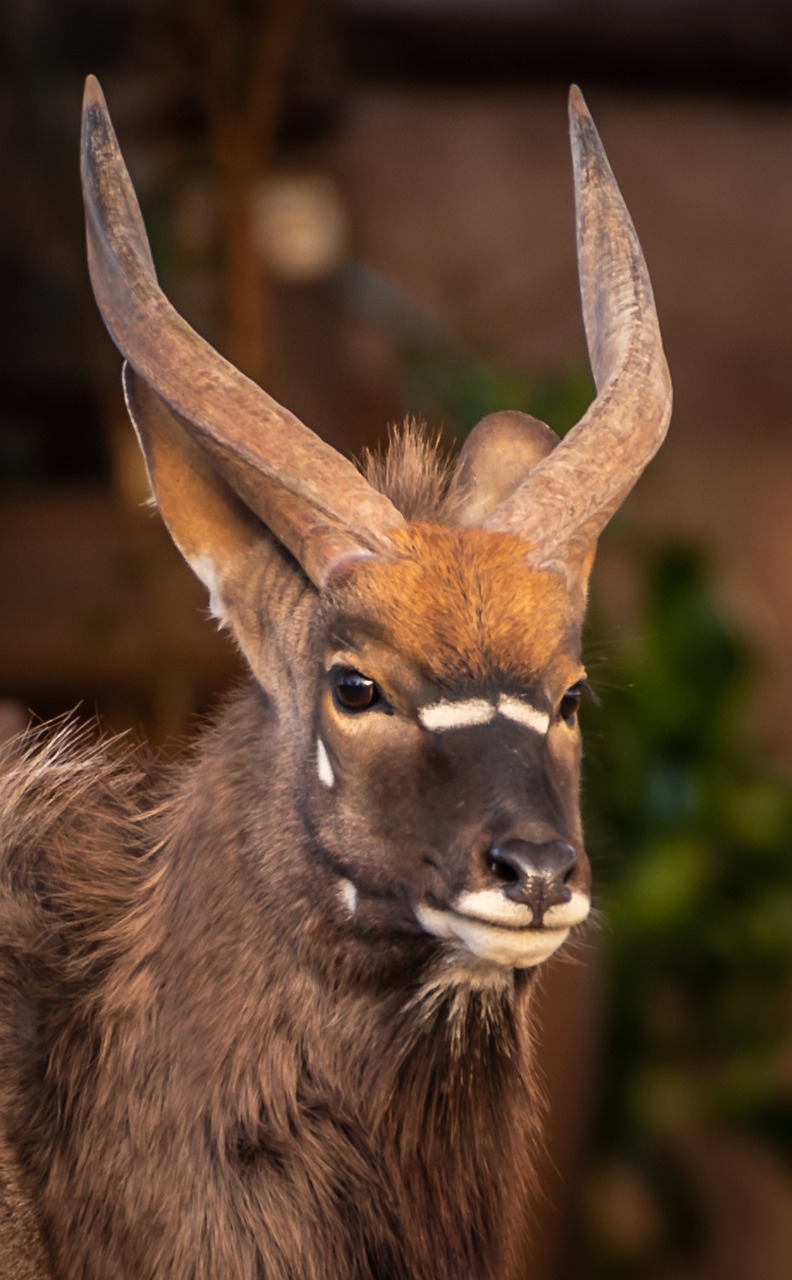 nyala  antelope  africa free photo