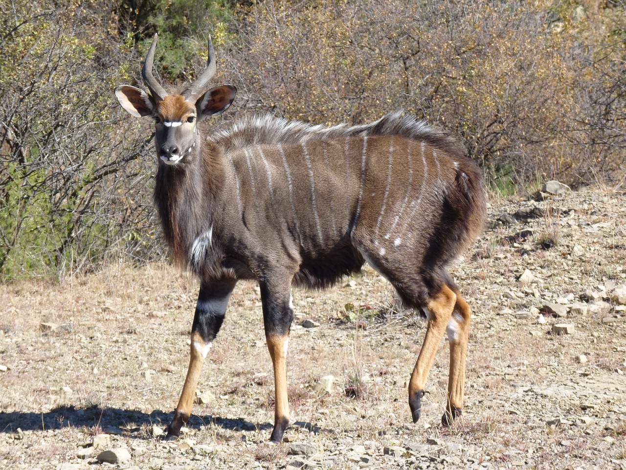 nyala  antelope  nature free photo