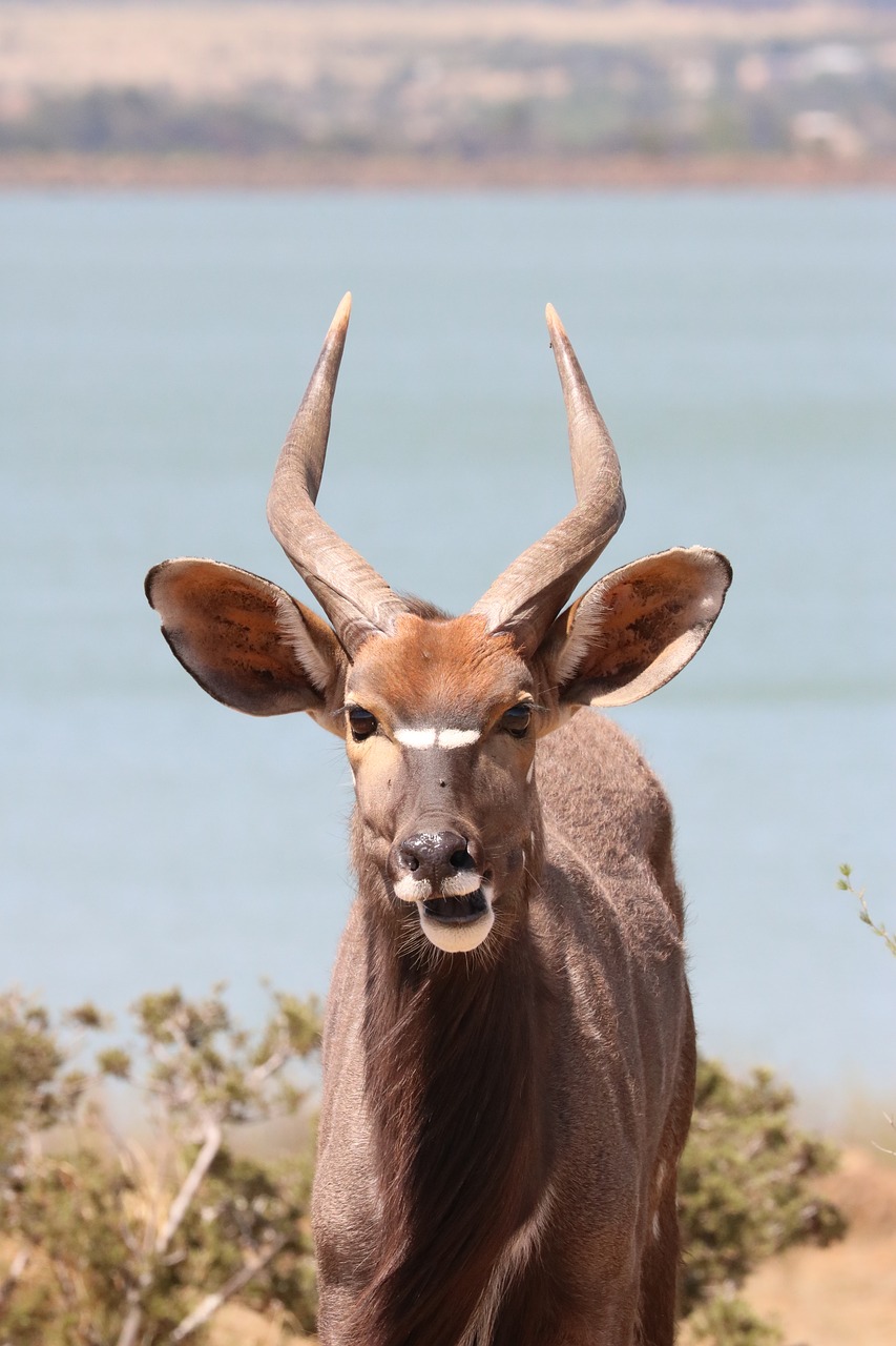 nyala  males  antelope free photo