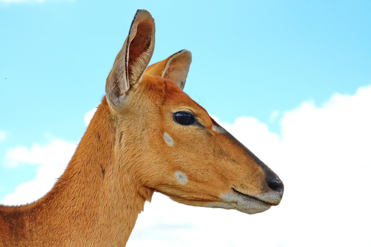 nyala  antelope  female free photo