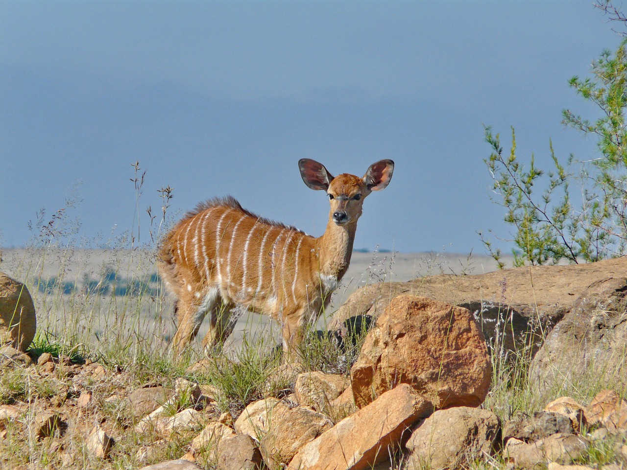nyala  antelope  female free photo