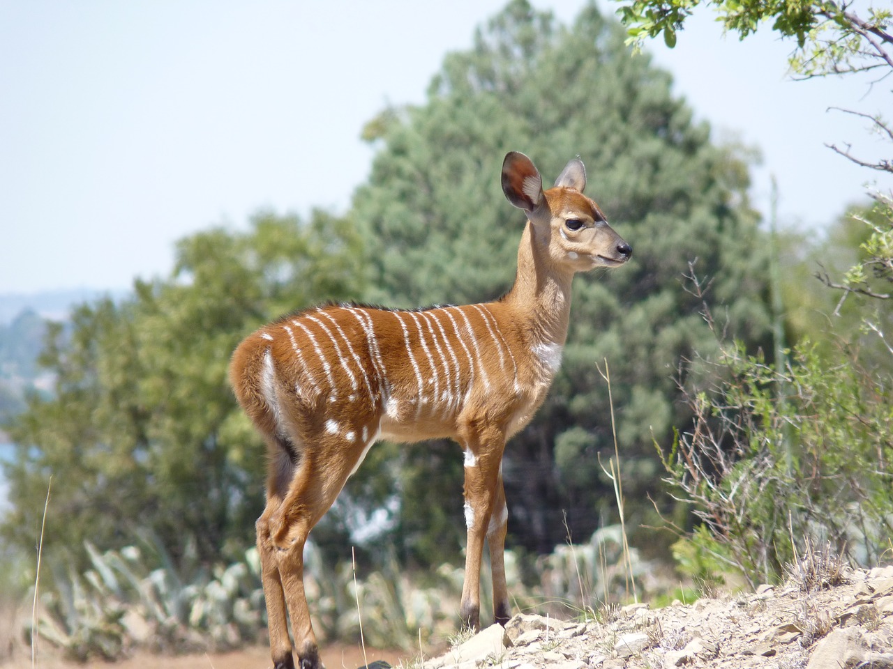 nyala  antelope  mammal free photo