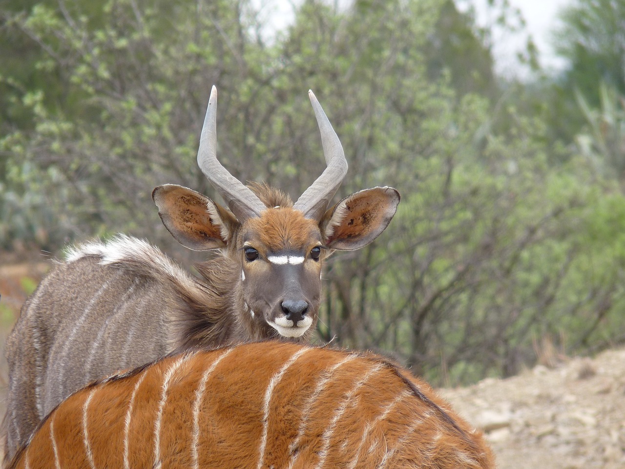 nyala  antelope  males free photo