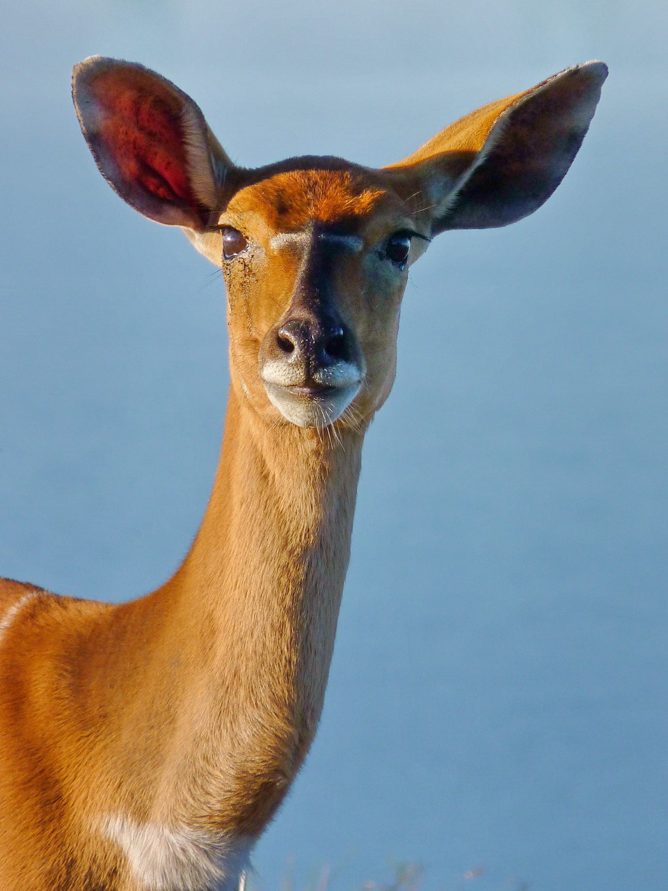 nyala  antelope  animal free photo