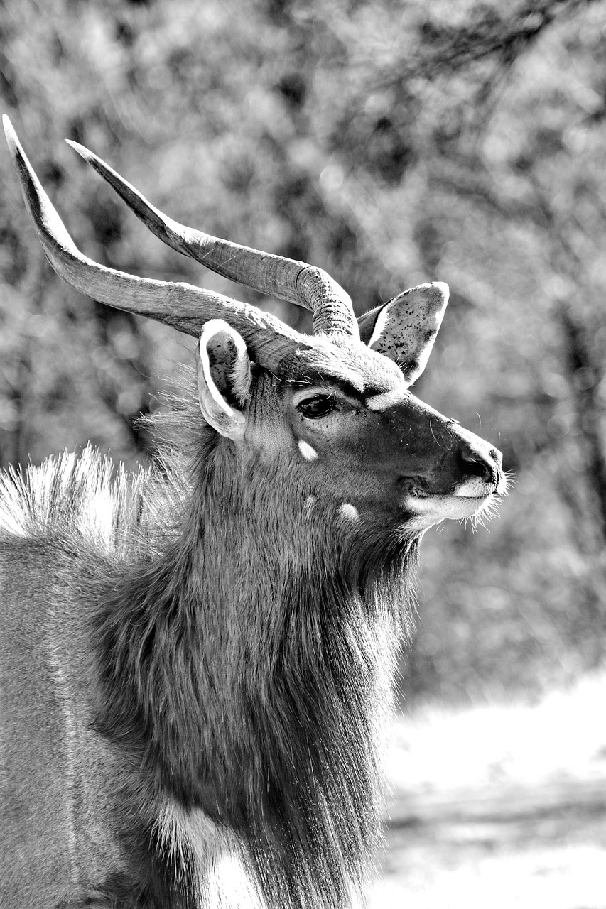 nyala  males  horns free photo