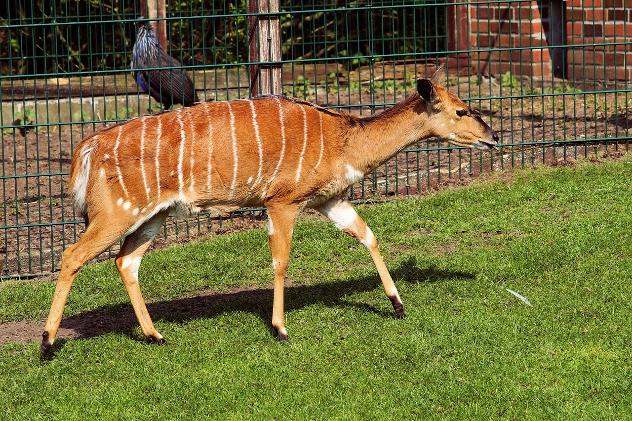 nyala antelope tragelaphus angasii female free photo