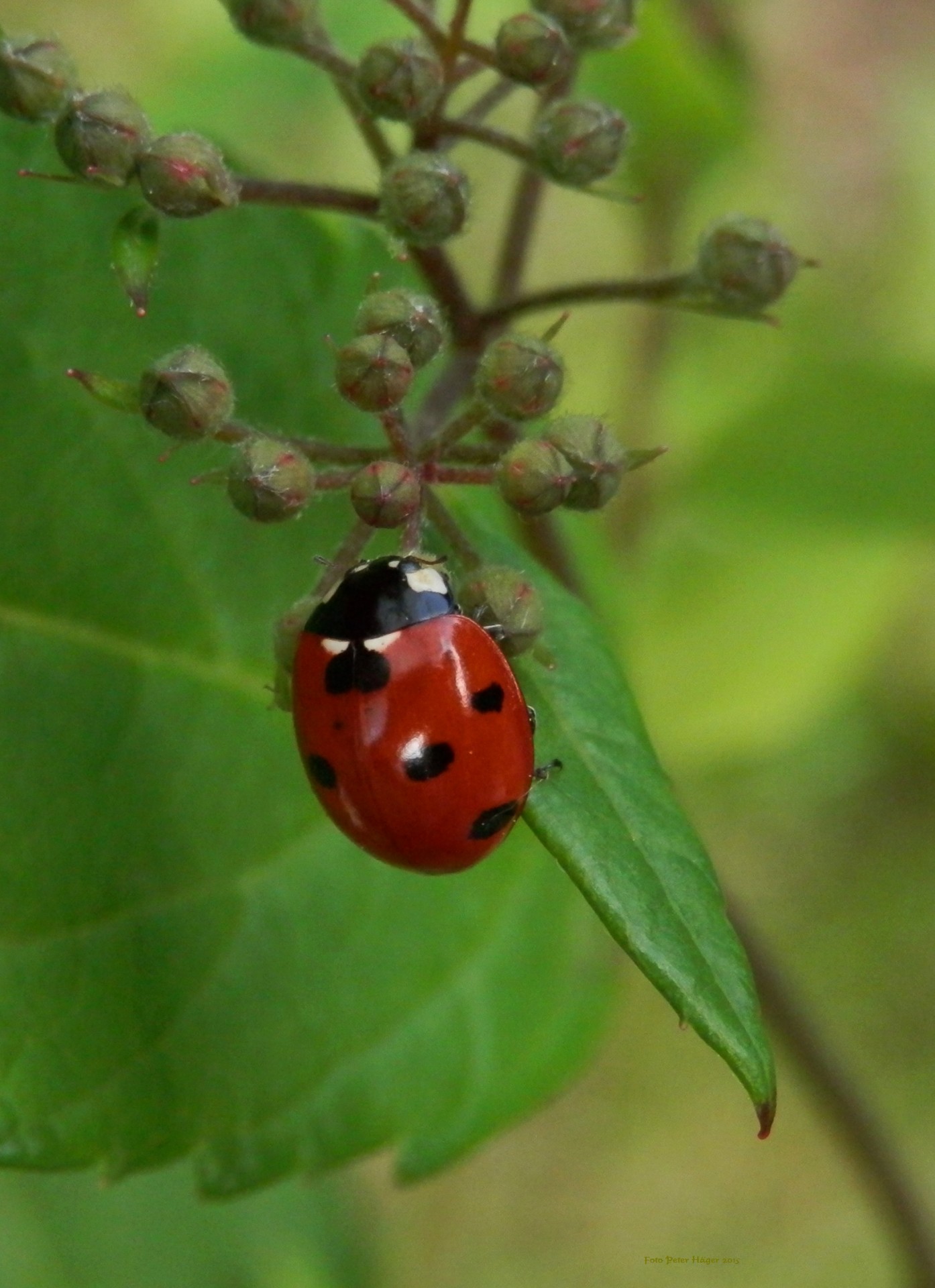 beetle ladybug bug free photo
