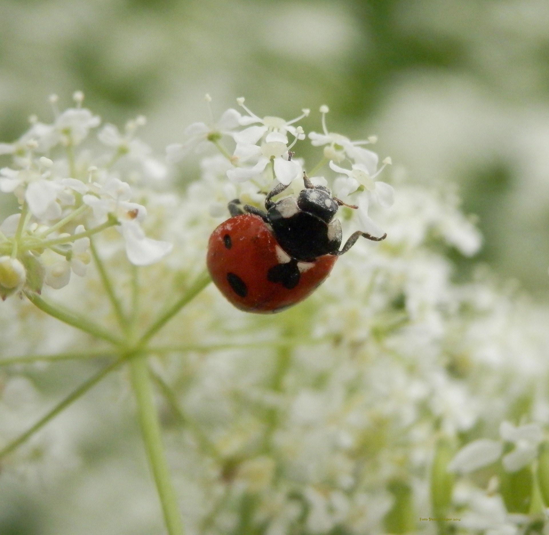 ladybird beetle bug free photo