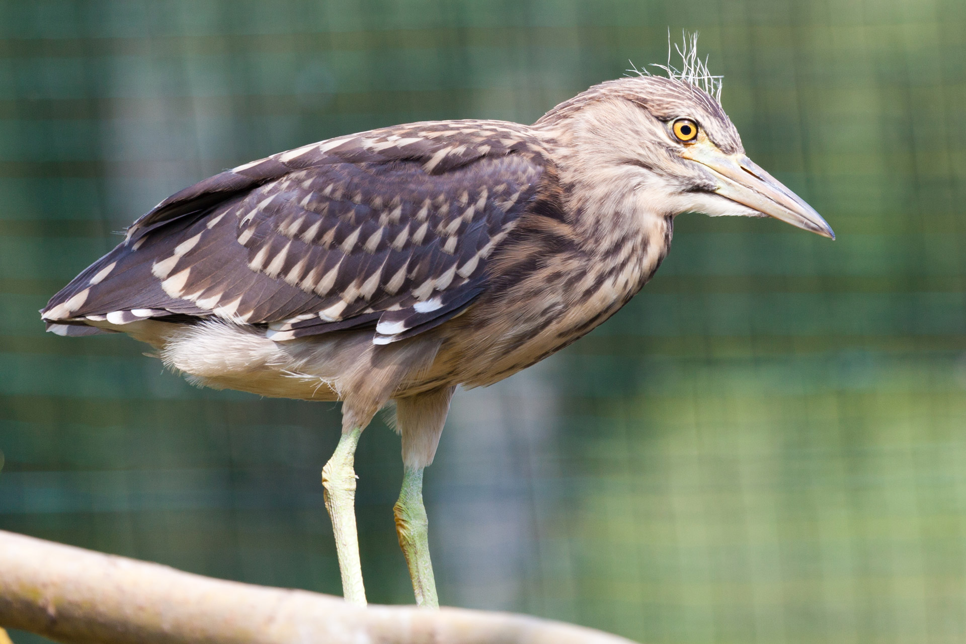 animal beak bird free photo