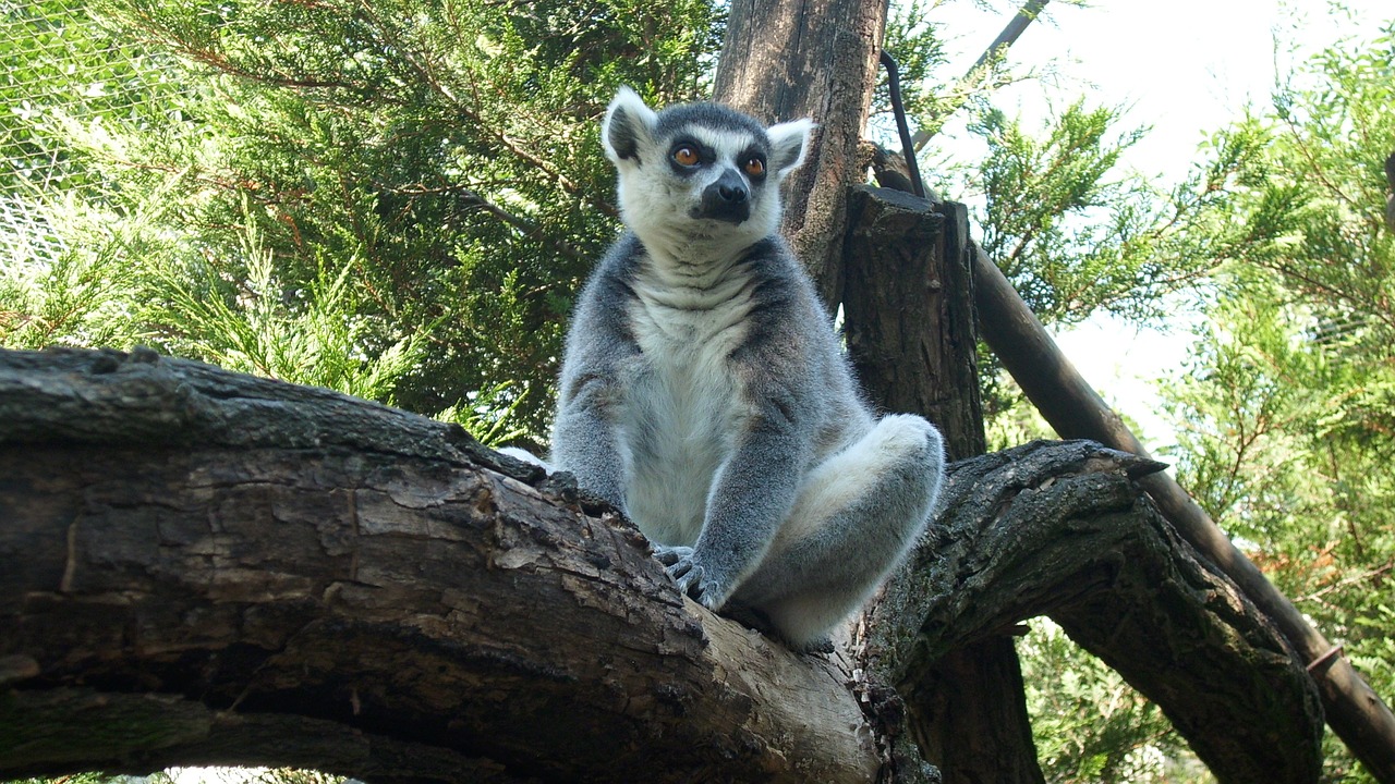 nyíregyháza ring-tailed lemur zoo free photo