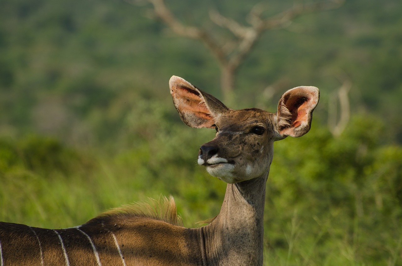 nyla antelope south africa animal free photo