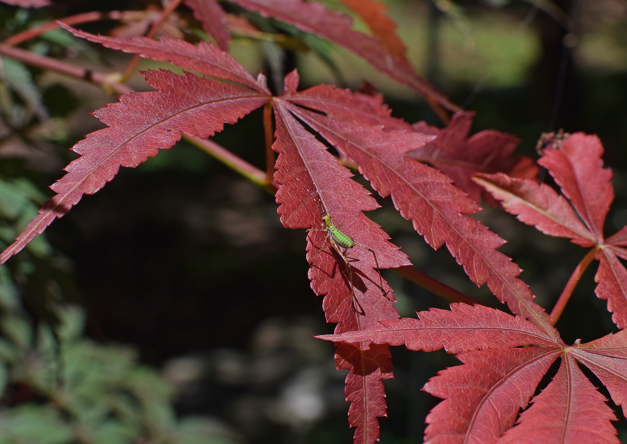 nymph grasshopper on japanese maple grasshopper insect free photo