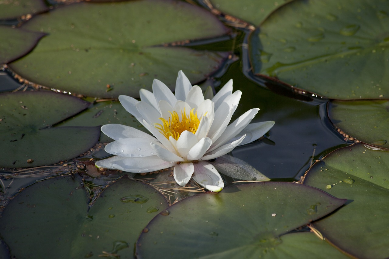 nymphaea alba waterlily water plant free photo