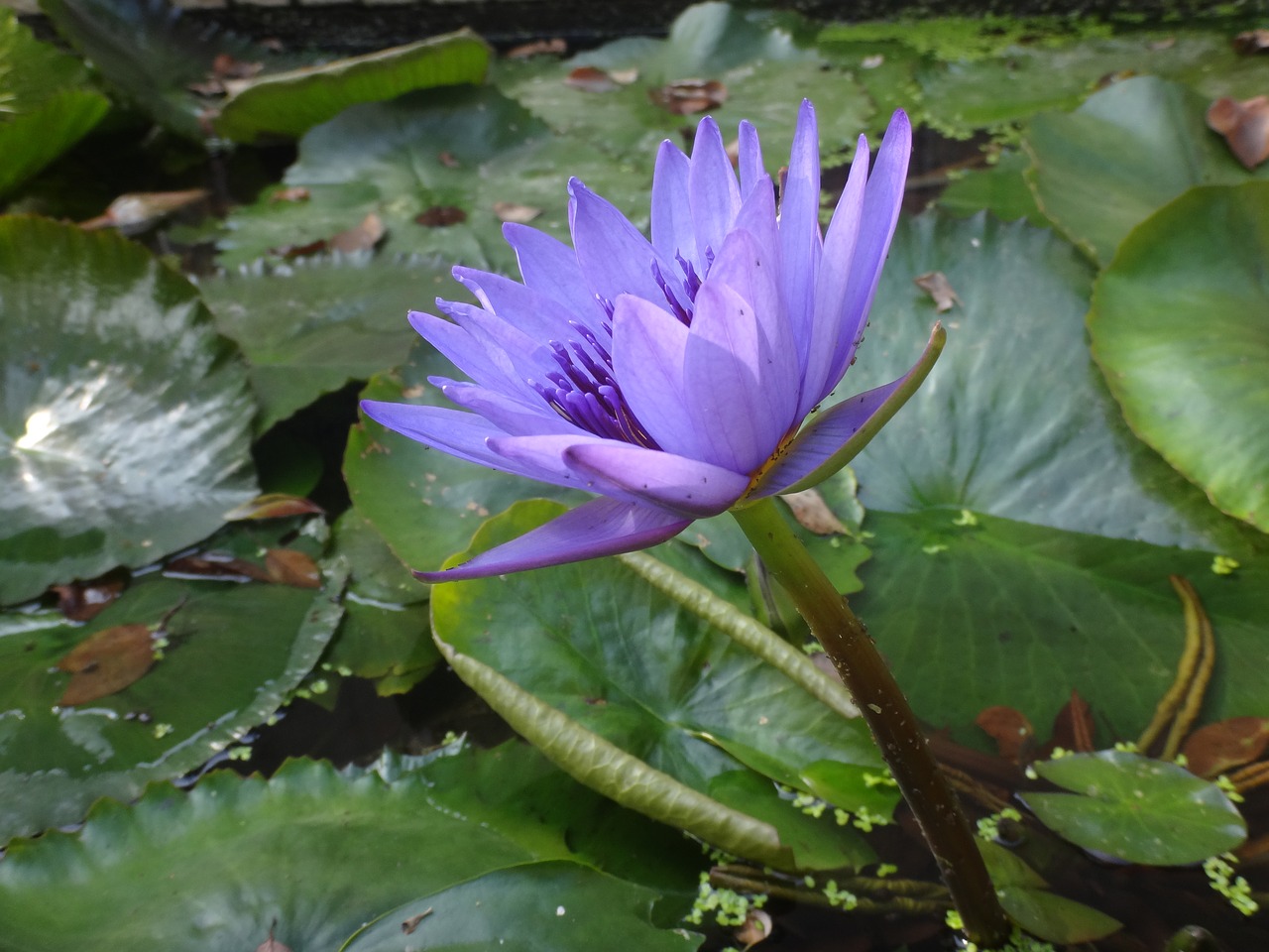 nymphaea alba lotus purple free photo