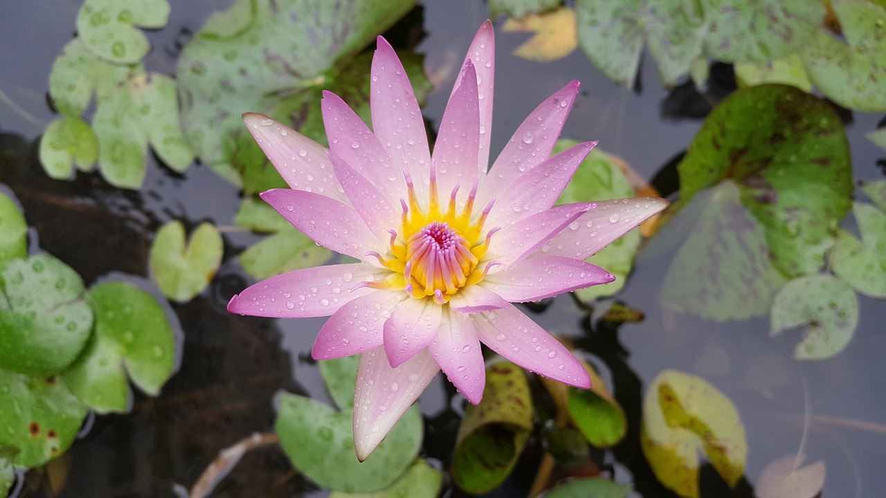 nymphaea alba pink red plant free photo