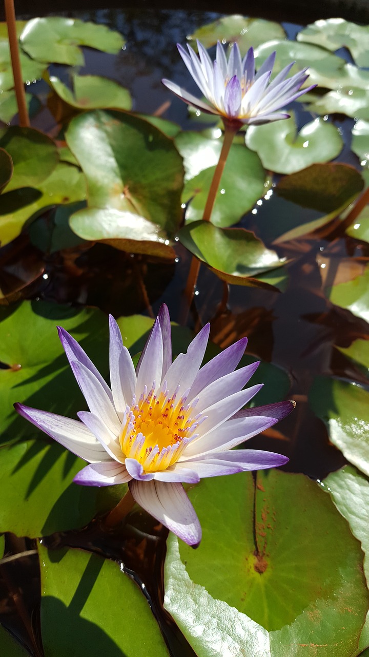 nymphaea alba purple early in the morning free photo