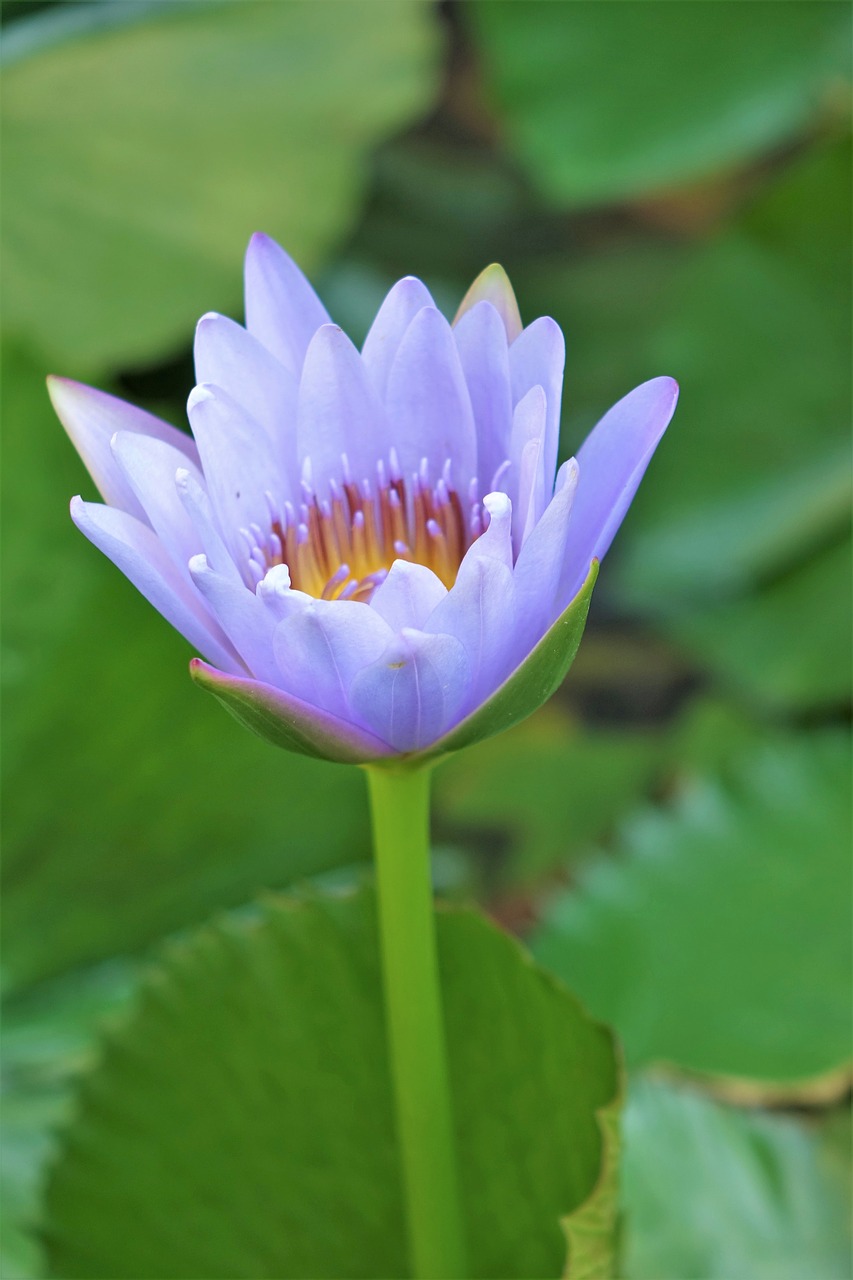 nymphaea alba lotus water fu yung free photo