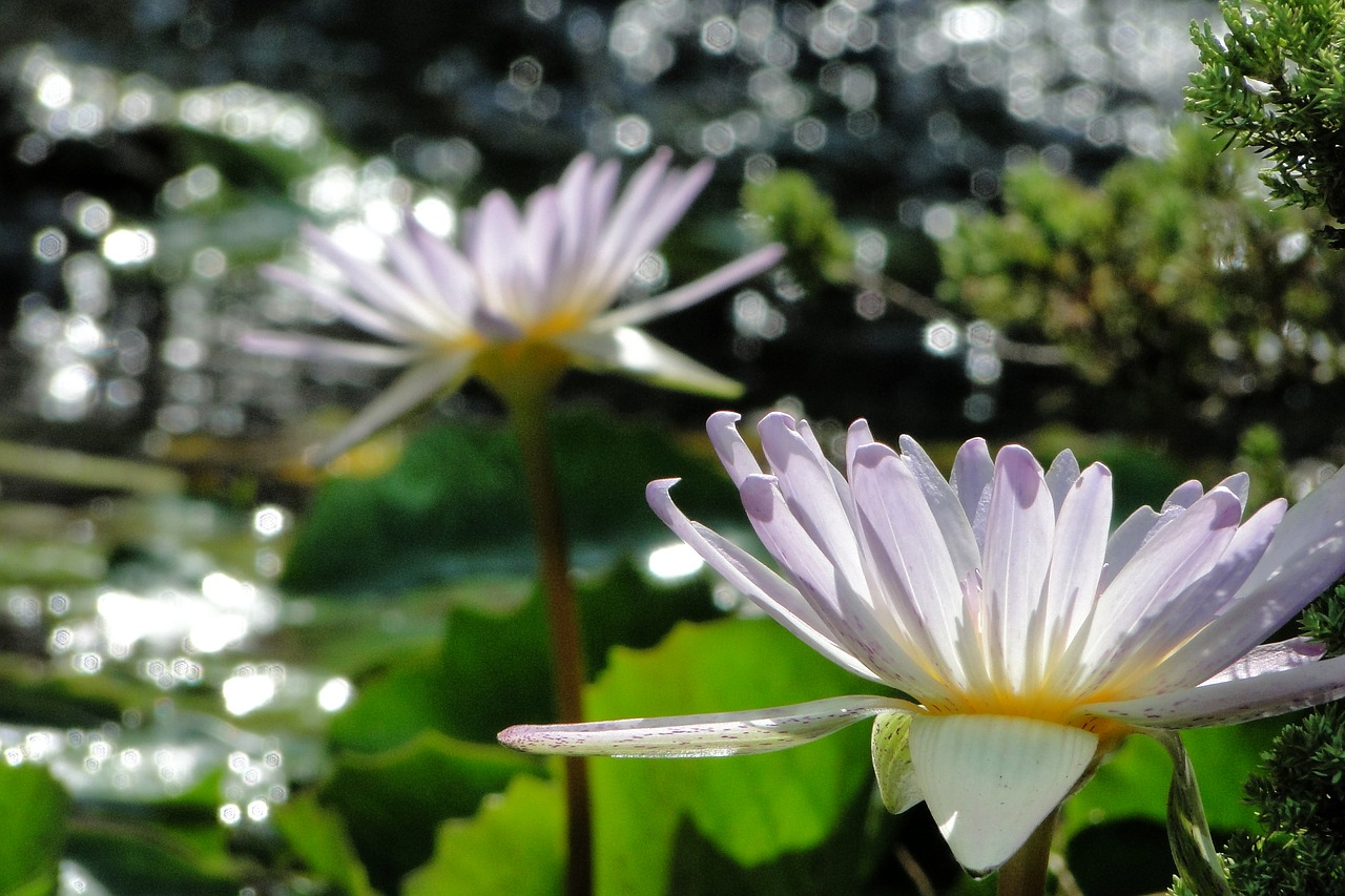 nymphaea alba flower 綻 free photo