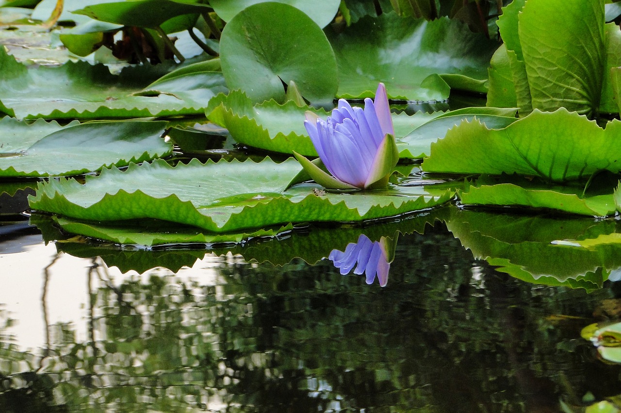 nymphaea alba lotus summer free photo