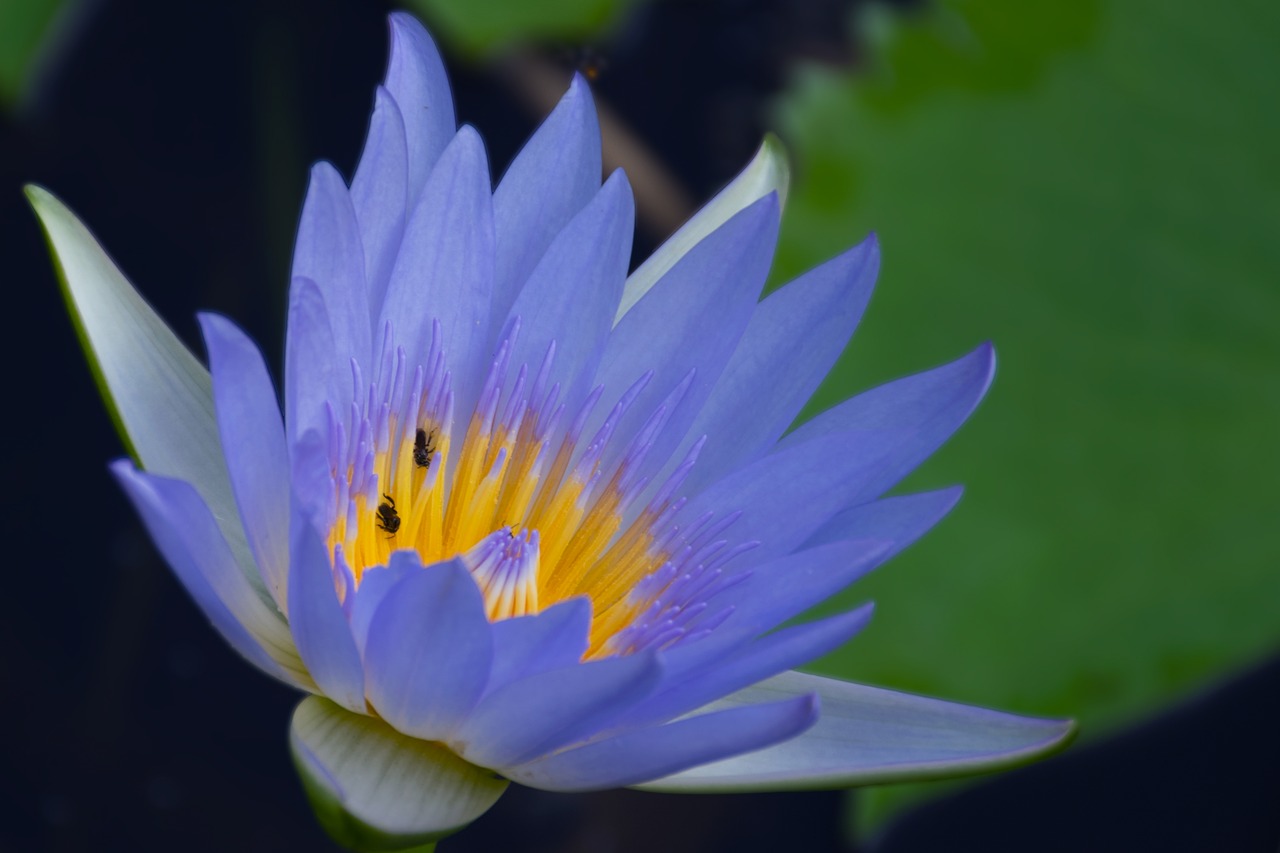 nymphaea stellata water lilly blue water lilly free photo