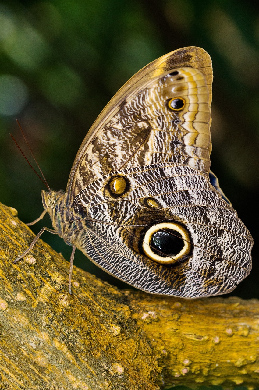 nymphalidae edelfalter owl butterfly free photo