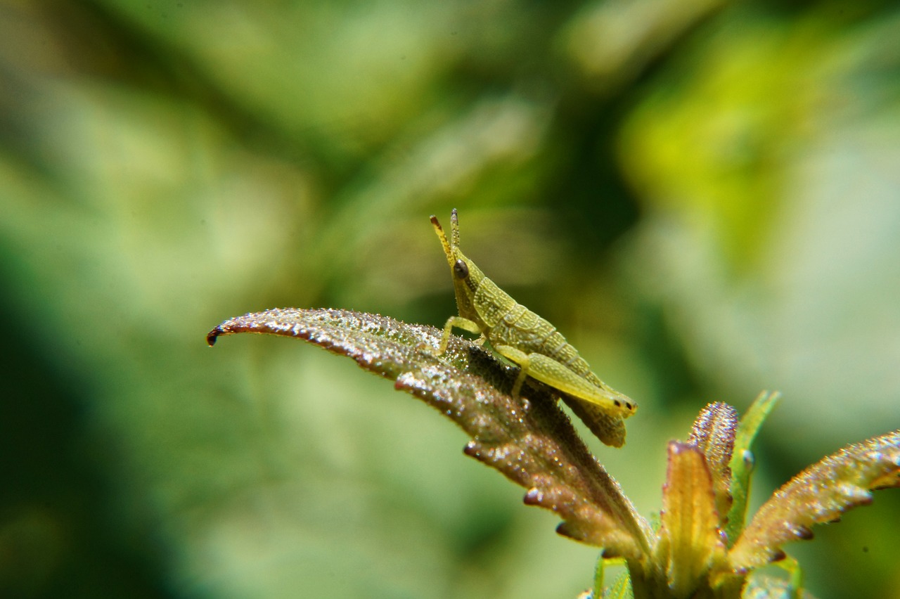 nymphs grasshopper insects free photo