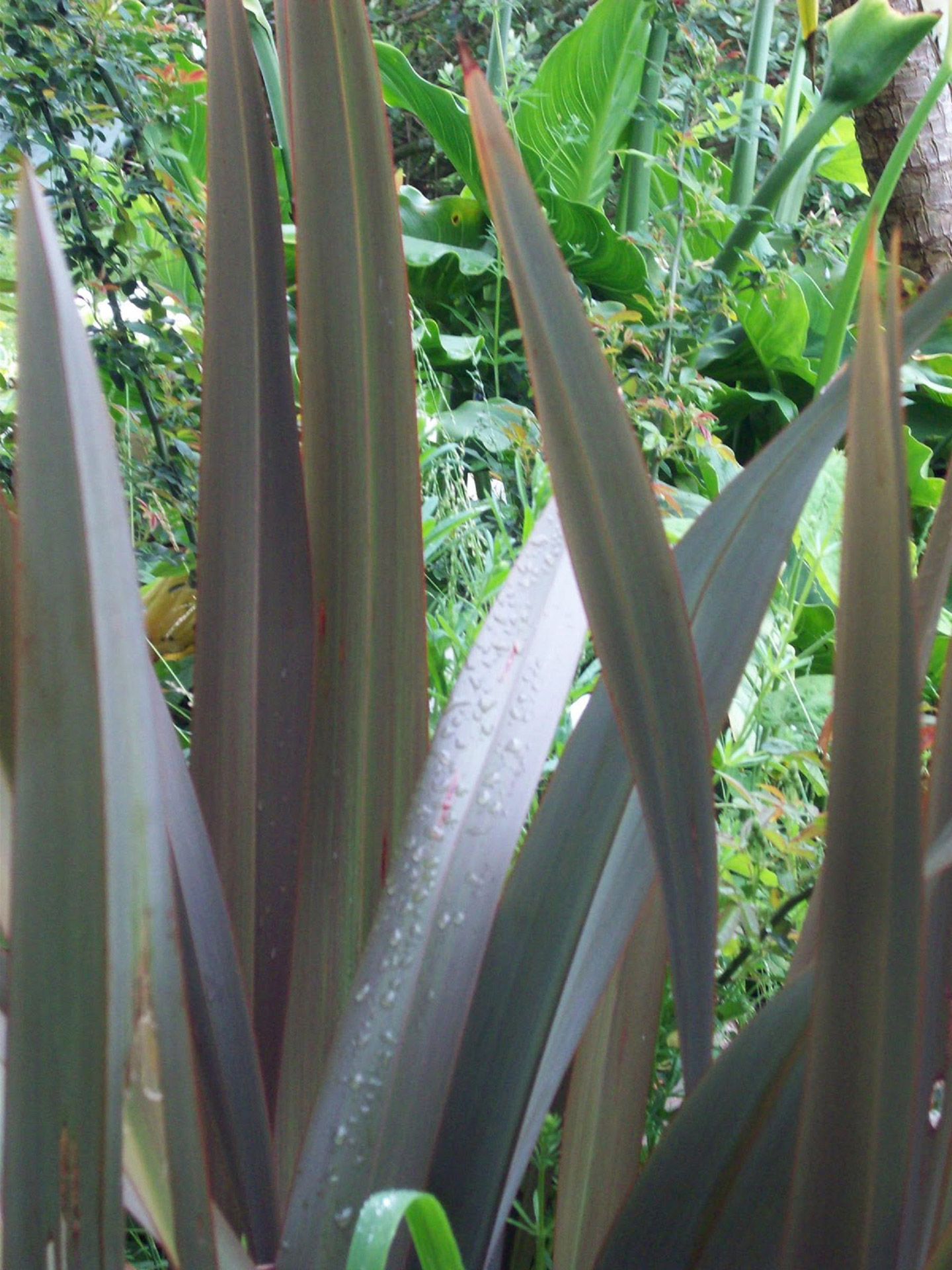 flax plant nature free photo