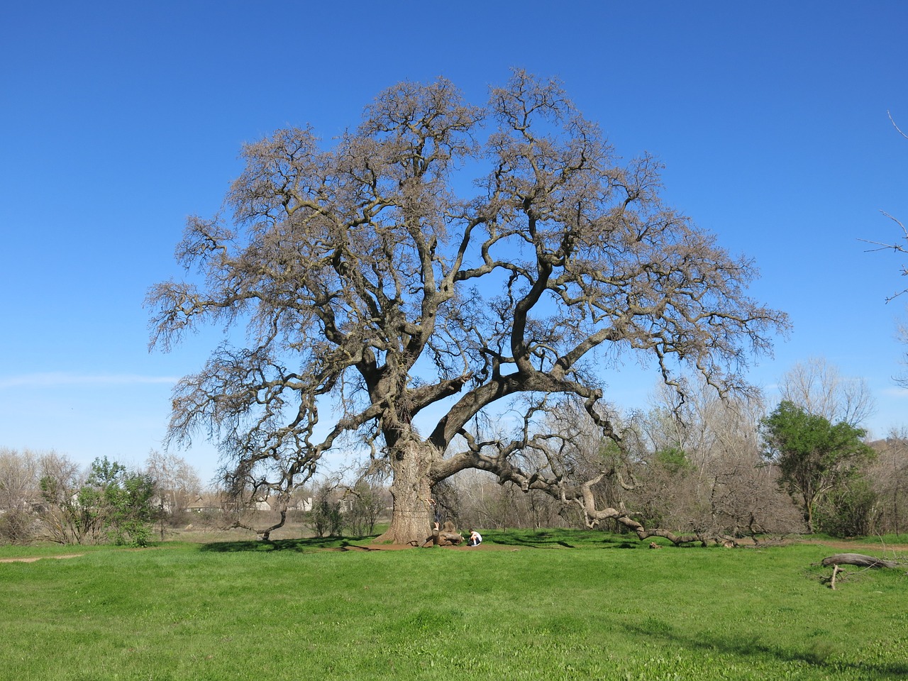 oak tree nature free photo