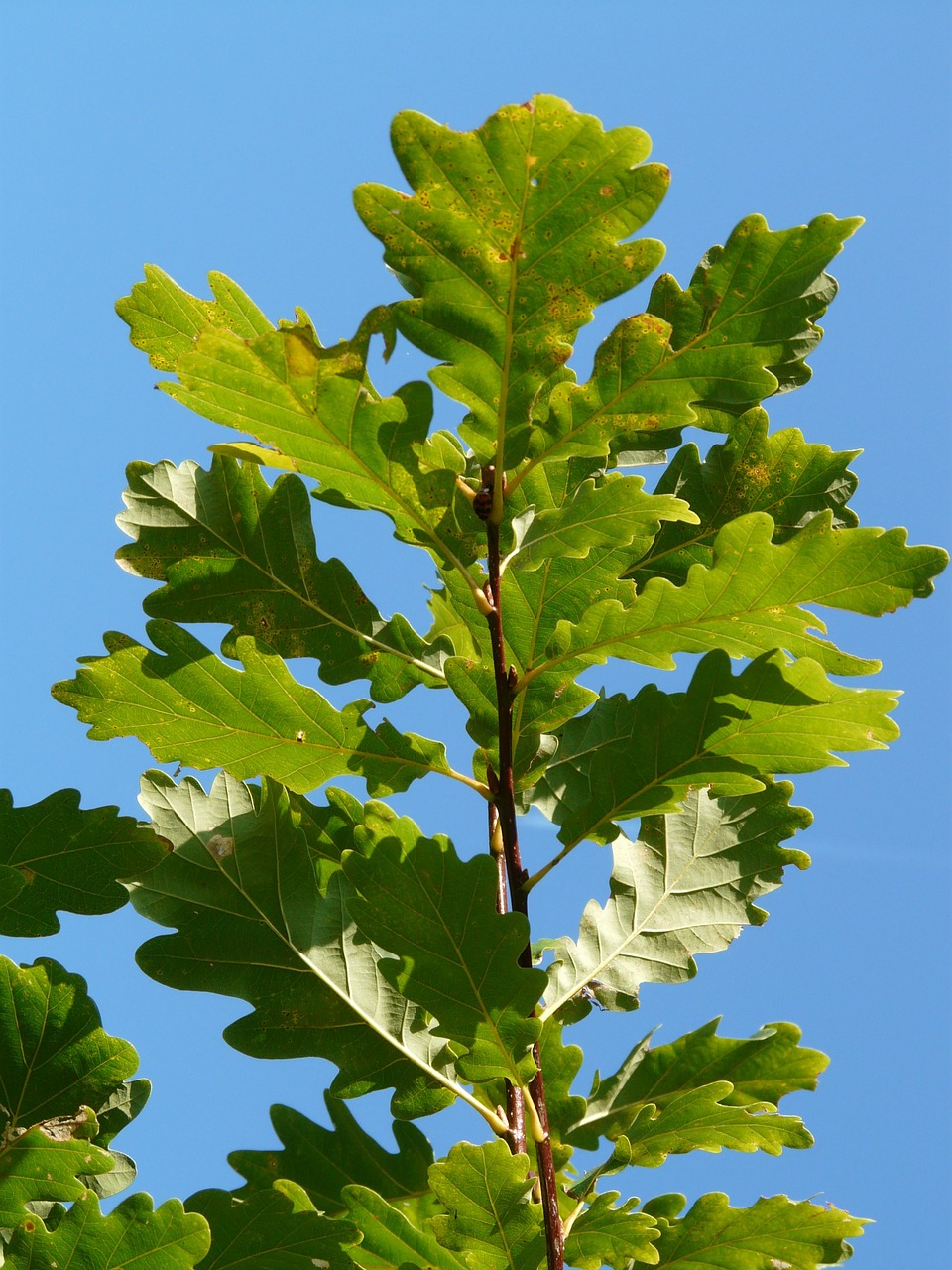 oak oak leaves leaf free photo