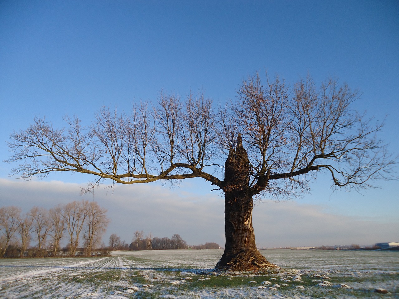 oak forest tree free photo